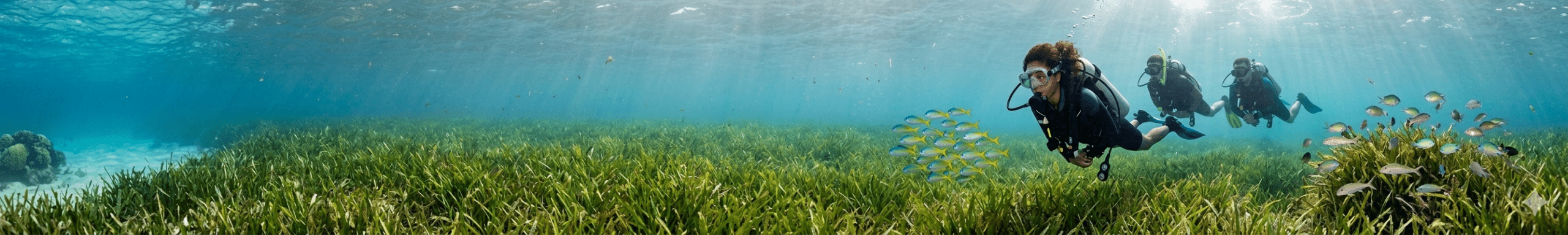 Three scuba divers swimming underwater over a large bed of sea grass
